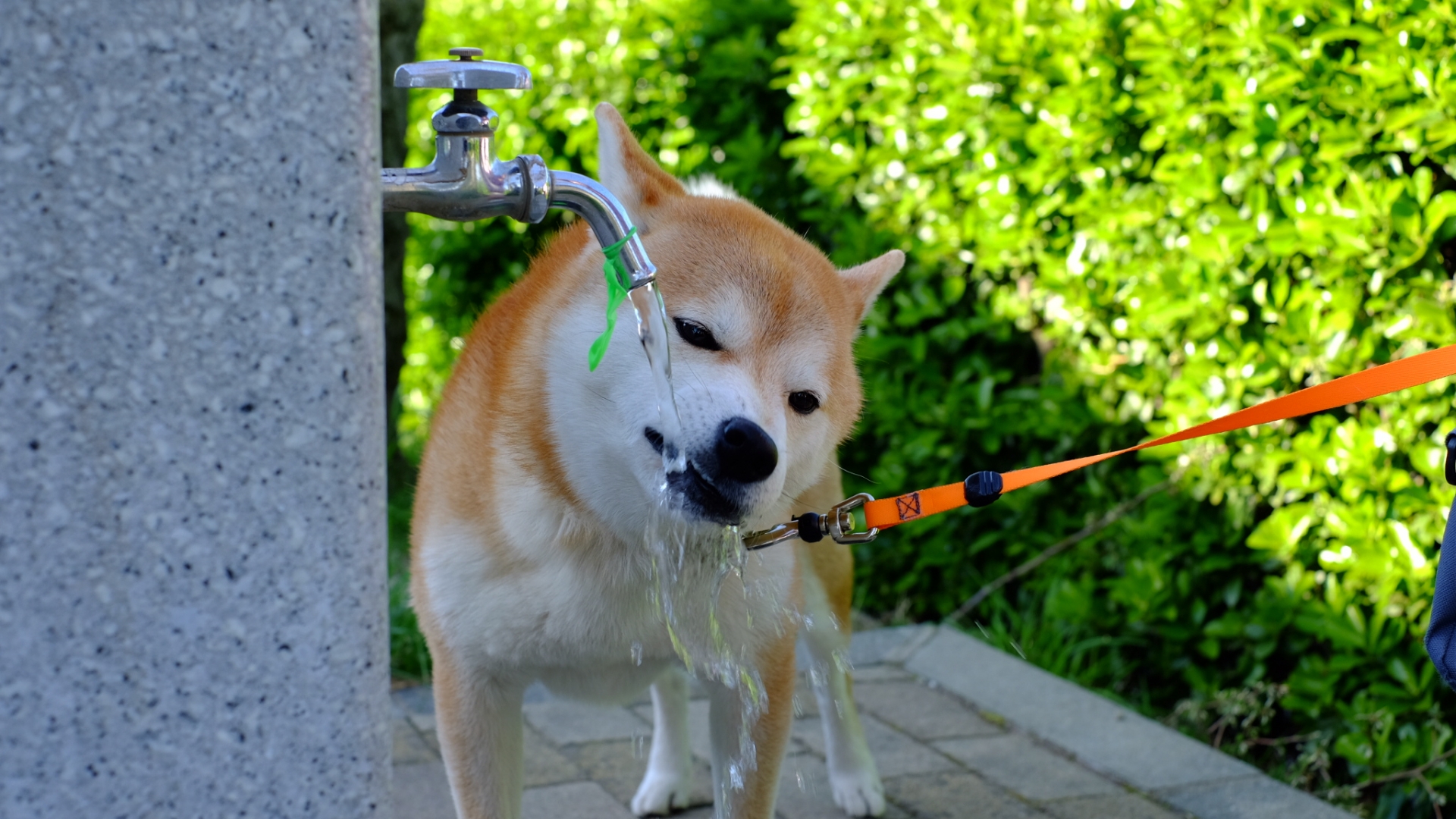 夏を乗り切る！　ペットのための水分補給ガイド