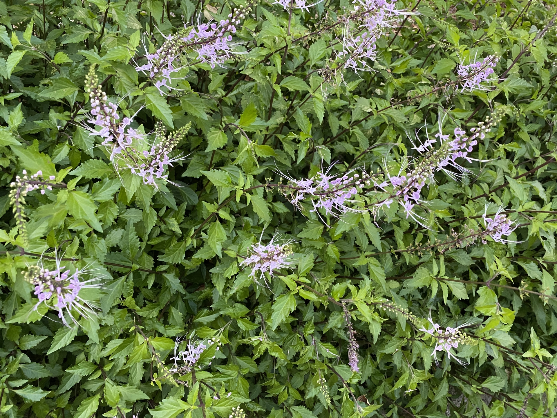 暑さに負けない！ 　夏を楽しむための強い植物選び